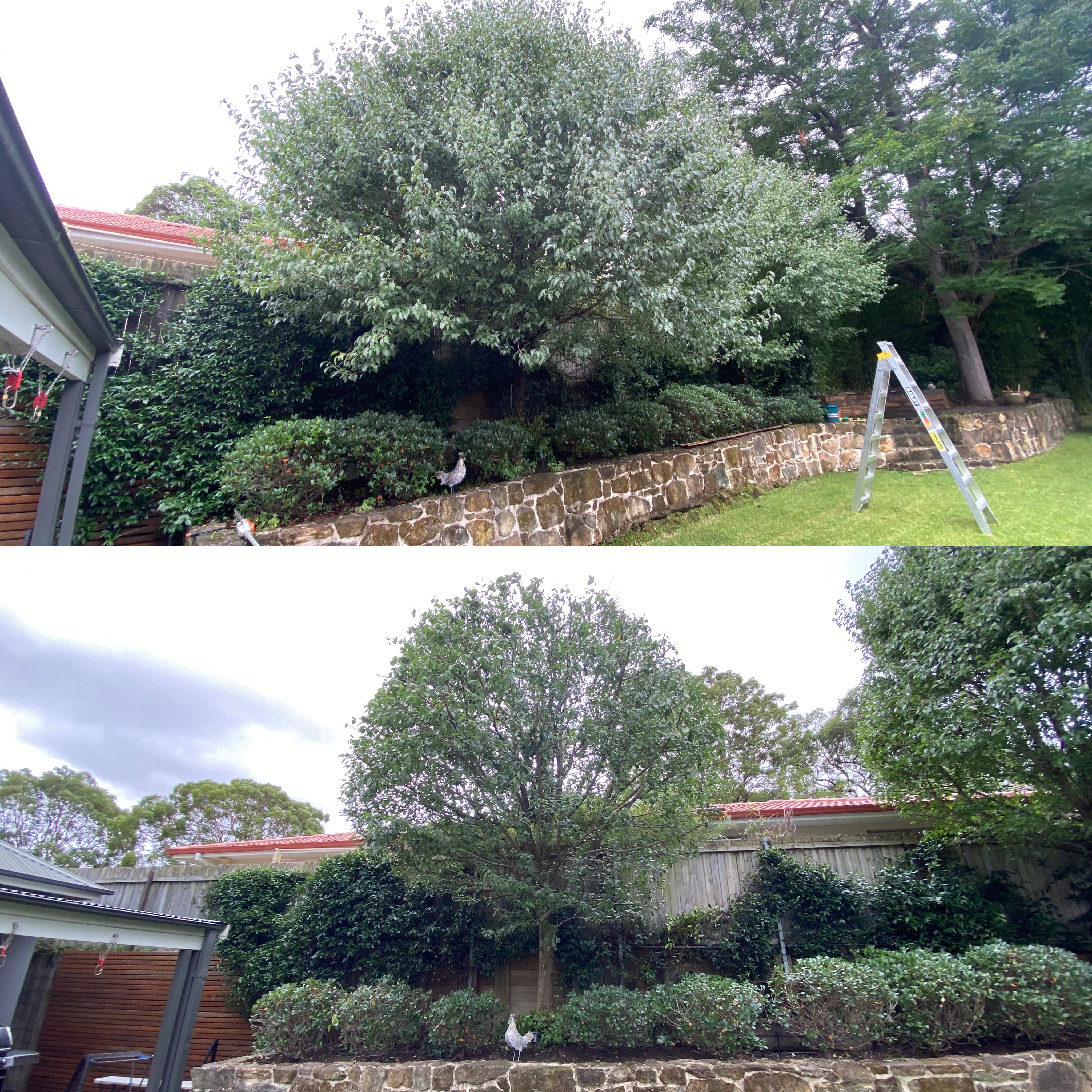 Before and After of Homescaped's professional hedging services